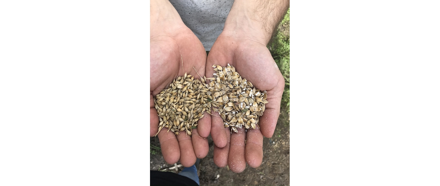 GRAIN PROCESSING AND FEED PREPARATION