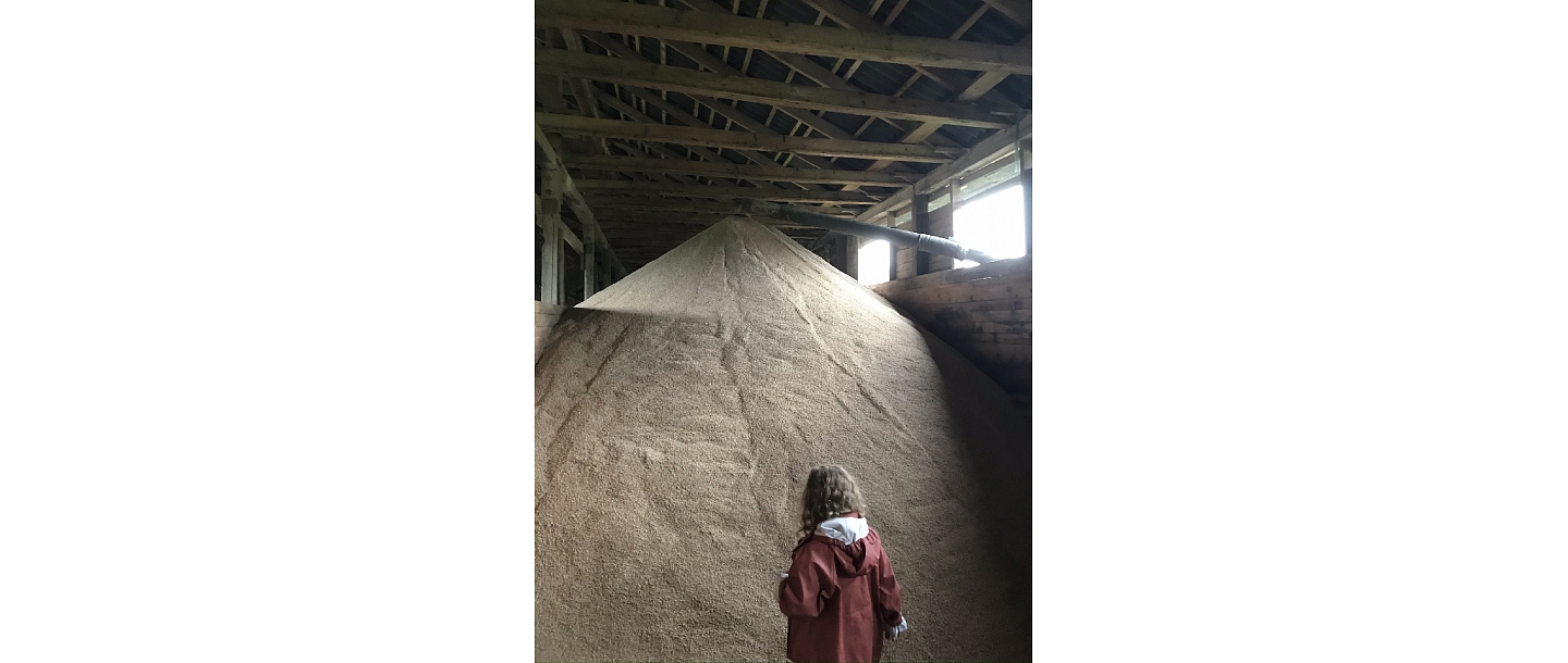GRAIN PROCESSING AND FEED PREPARATION
