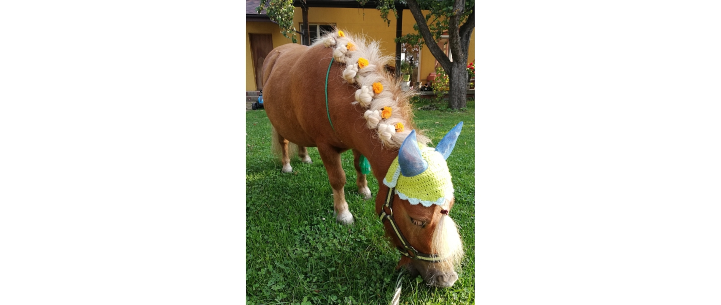 Poniji.lv - poniji pasākumiem, bērnu ballītēm