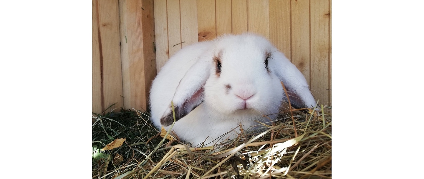 Poniji.lv - кролики