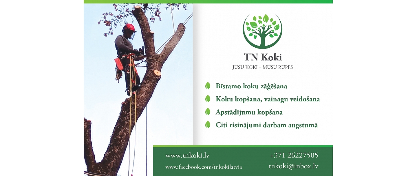 Tn koki, dangerous tree cutting