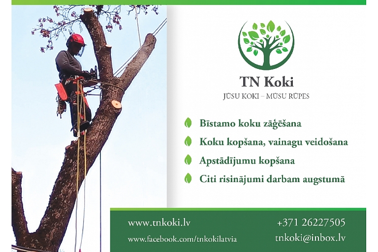 Tn koki, dangerous tree cutting
