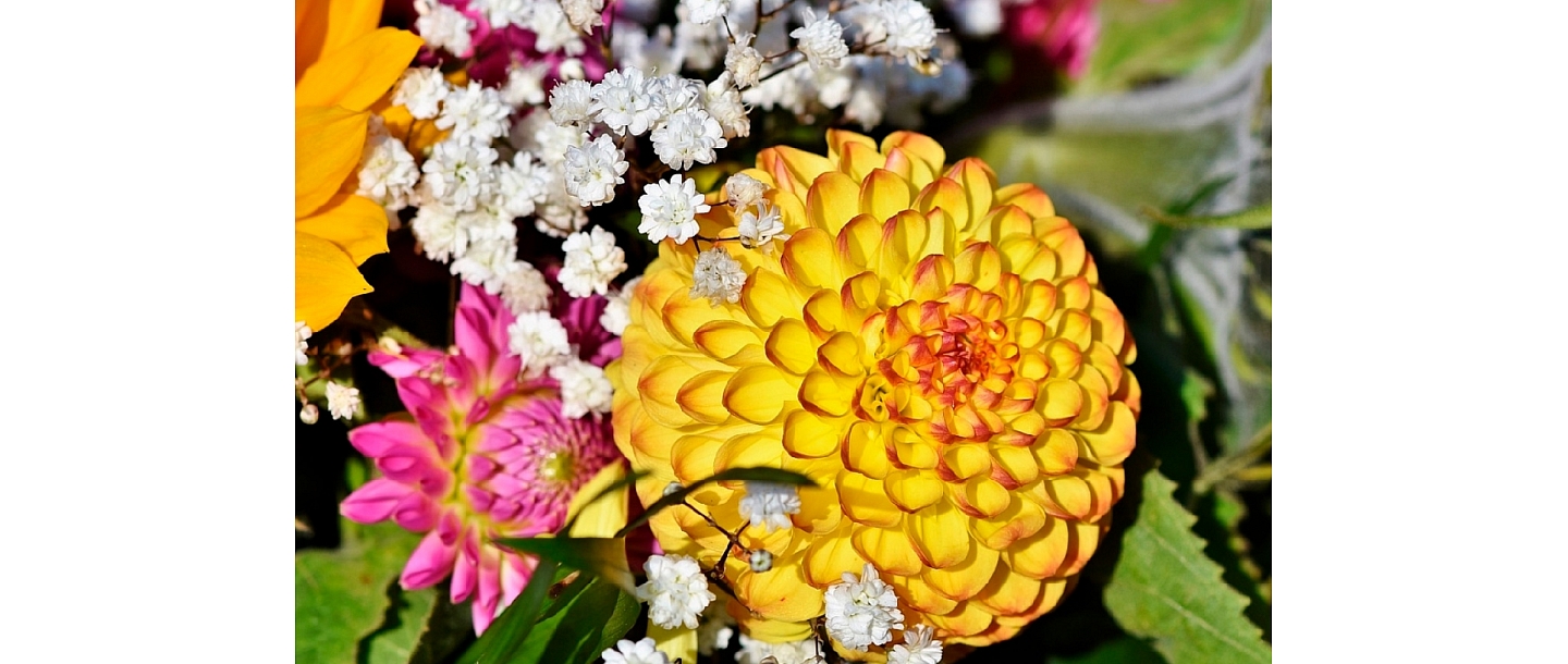 Flower shop Dālija in Dagda