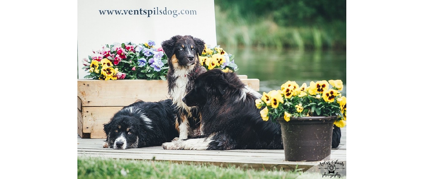 Ventspils Dzīvnieku audzētāju biedrība