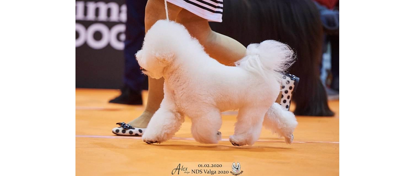 Ventspils Dzīvnieku audzētāju biedrība