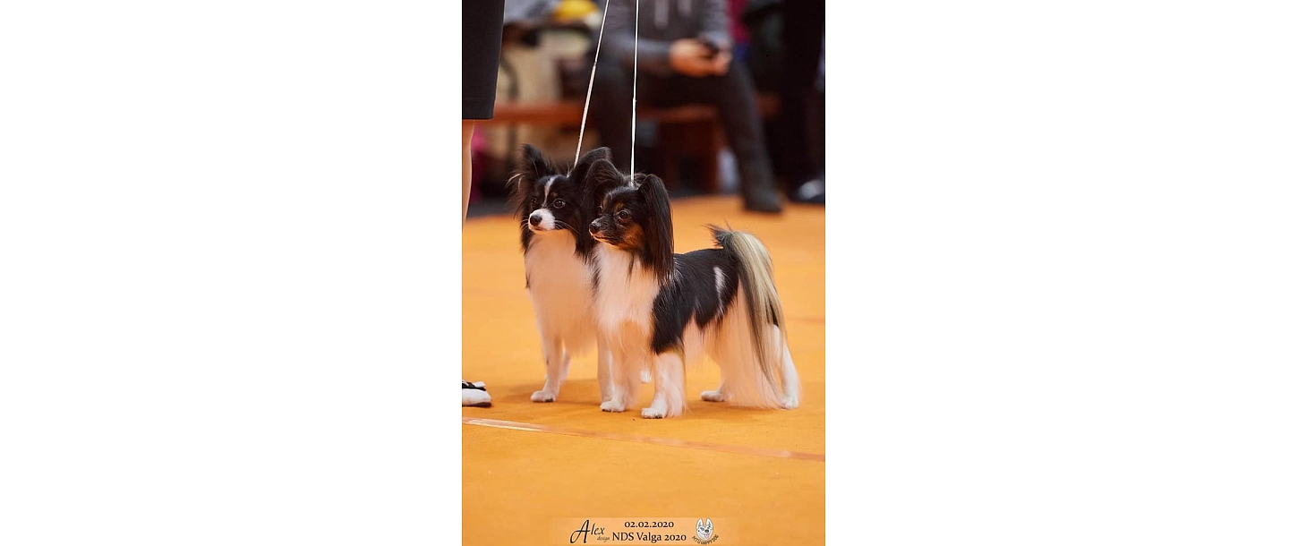 Ventspils Dzīvnieku audzētāju biedrība