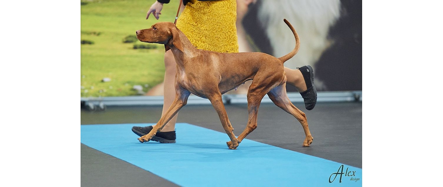 Ventspils Dzīvnieku audzētāju biedrība