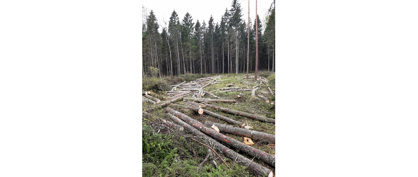 Лесоразработка, управление лесной собственностью, подготовка лесосек - прогулка, измерение деревьев, вырубка сельскохозяйственных земель