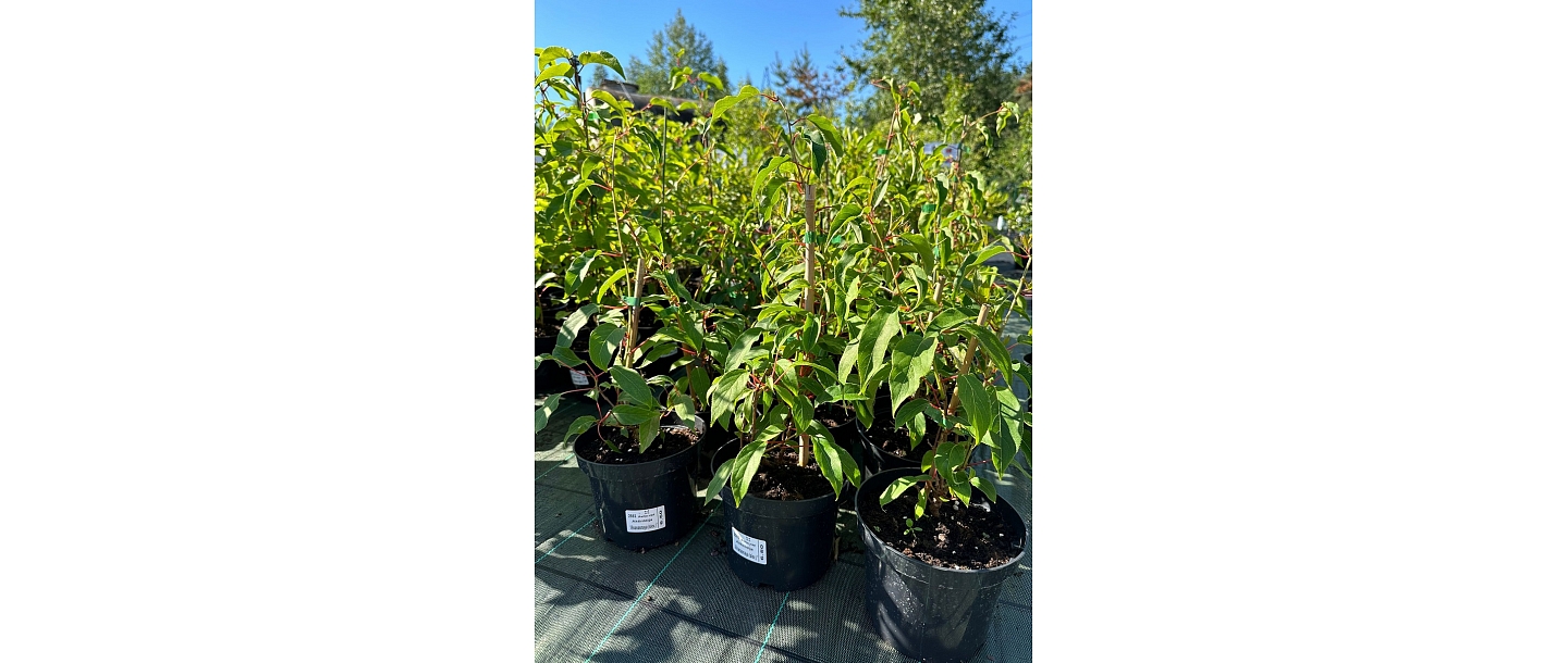 Nursery in Dreiliņi