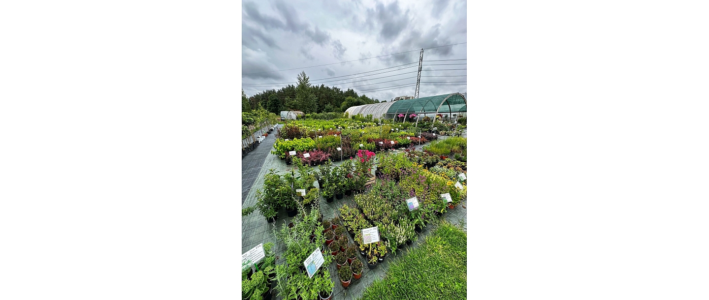 Sale of seedlings in Dreiliņi