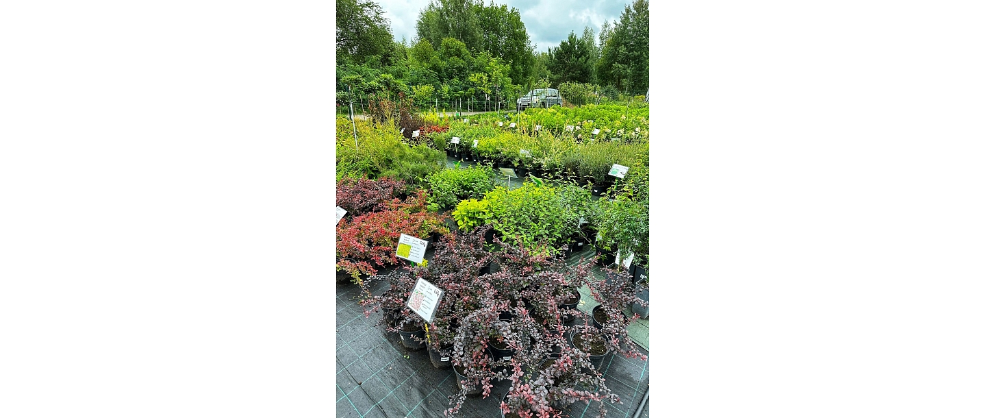 Sale of shrubs and rushes