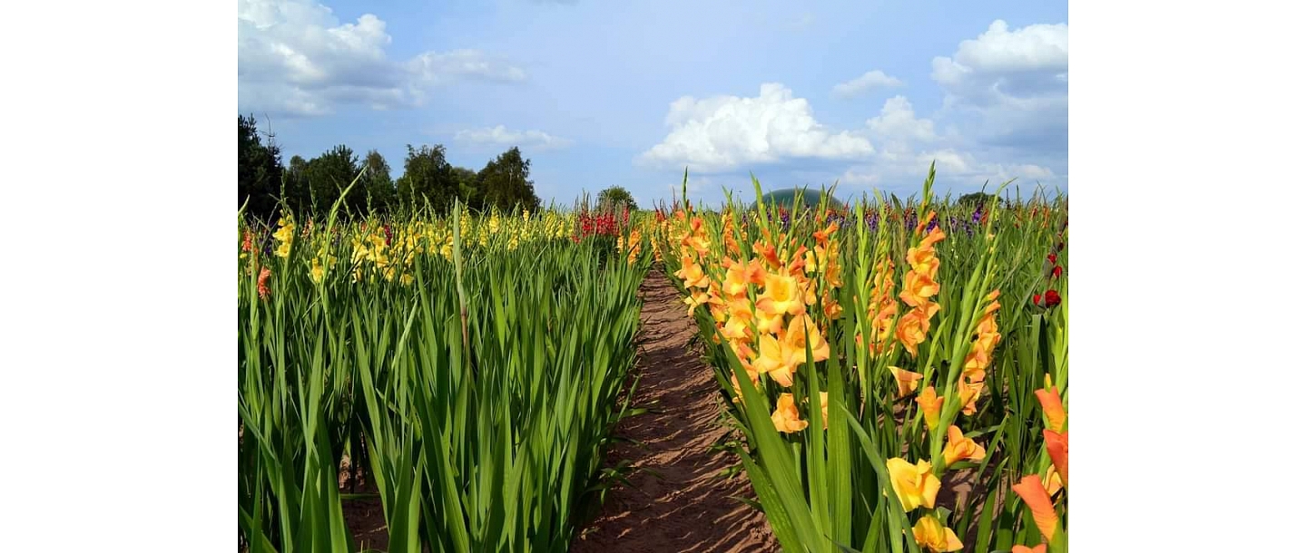 Gladioli grown in Latvia