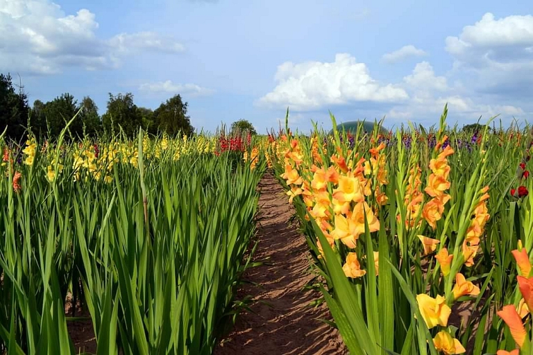 Gladioli grown in Latvia
