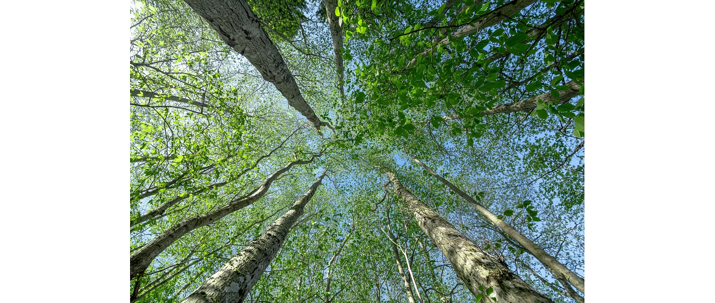 Переустройство лесных земель