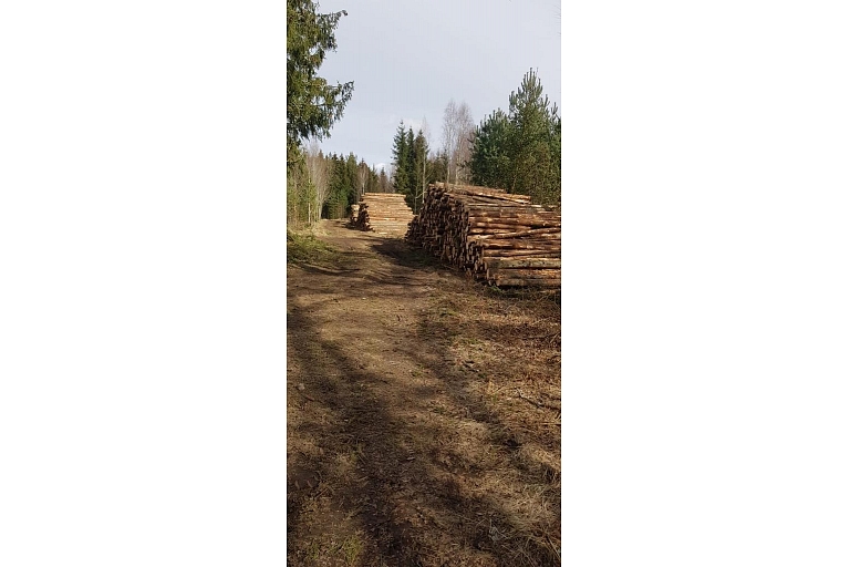 "AlderWood", LTD, Logging in Kurzeme