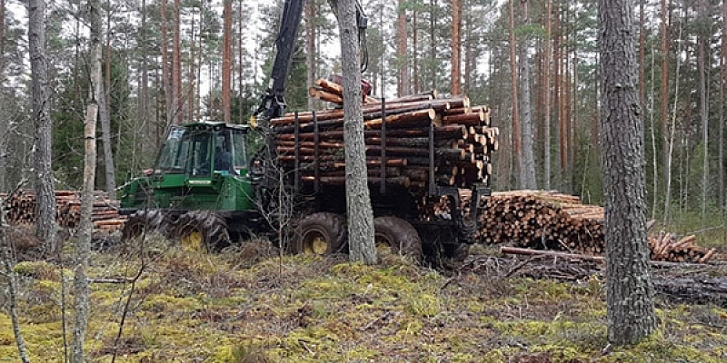 Purchase of felling rights, logging services