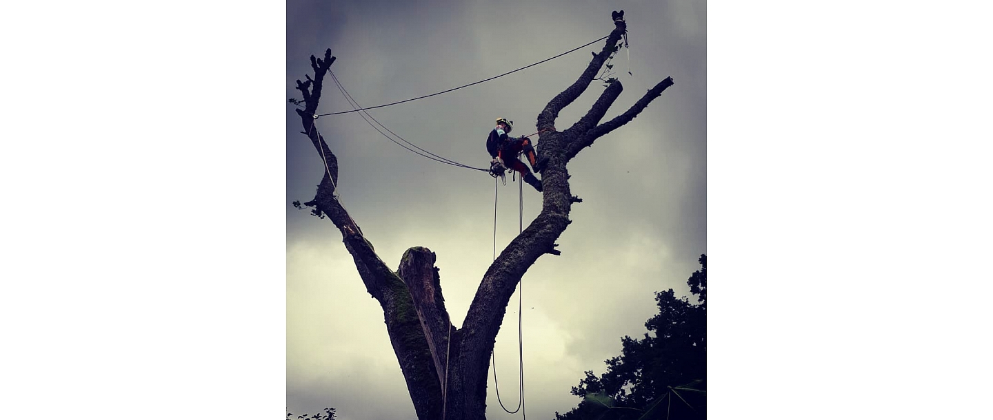Bīstamo koku zāģēšana, koku kopšana, arborists