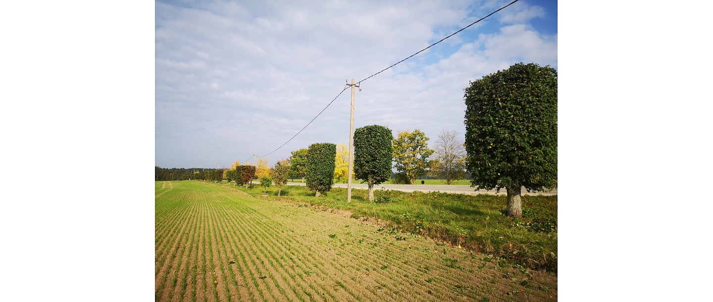 Bīstamo koku zāģēšana, koku kopšana, arborists
