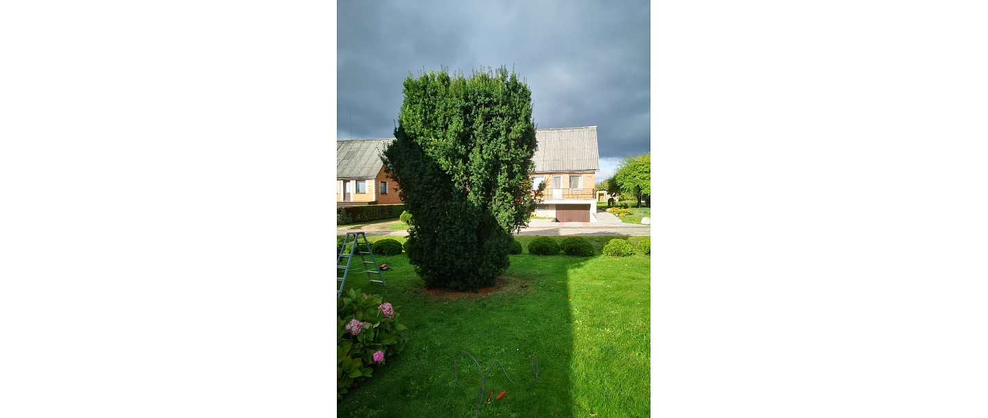 Bīstamo koku zāģēšana, koku kopšana, arborists