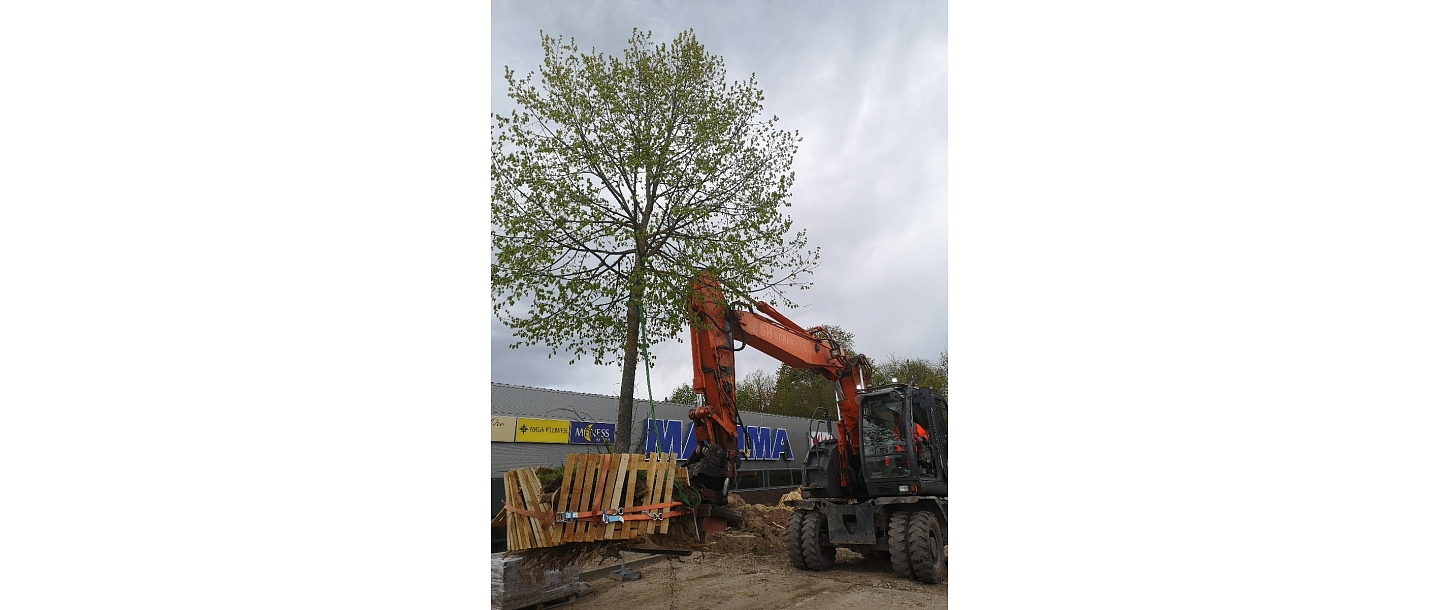 Bīstamo koku zāģēšana, koku kopšana, arborists