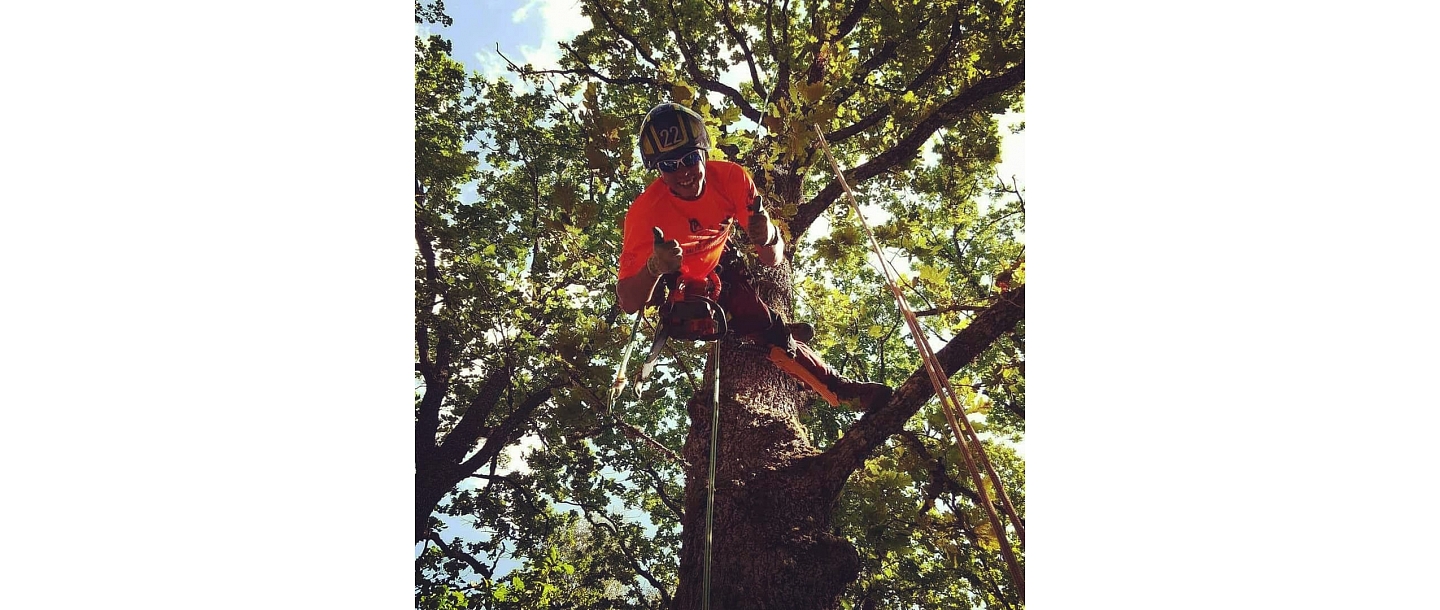 Bīstamo koku zāģēšana, koku kopšana, arborists