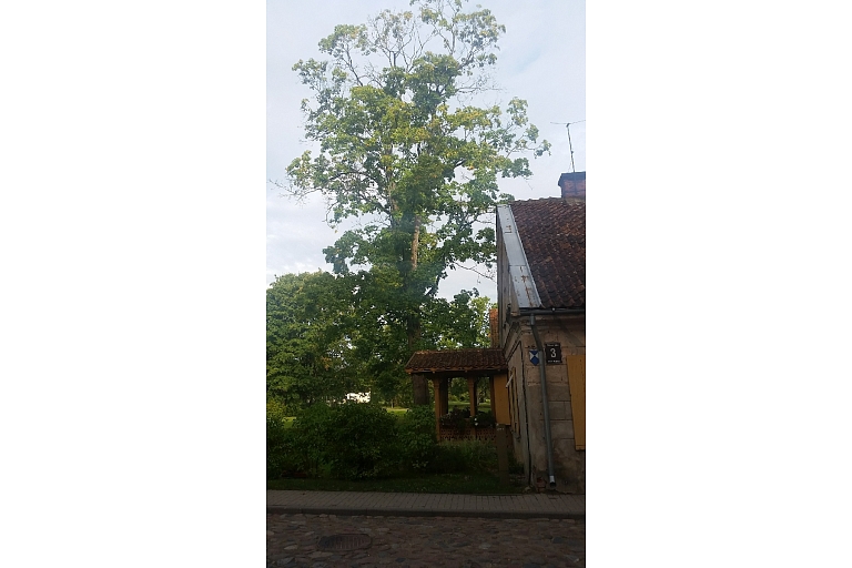 Dangerous tree cutting, tree care, arborist