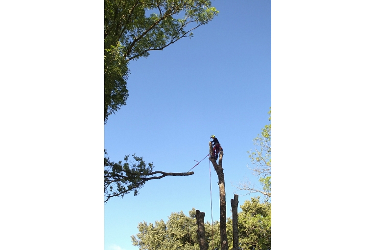 Dangerous tree cutting, tree care, arborist