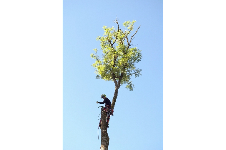 Dangerous tree cutting, tree care, arborist
