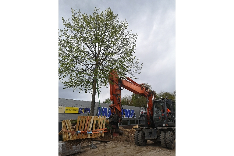 Dangerous tree cutting, tree care, arborist