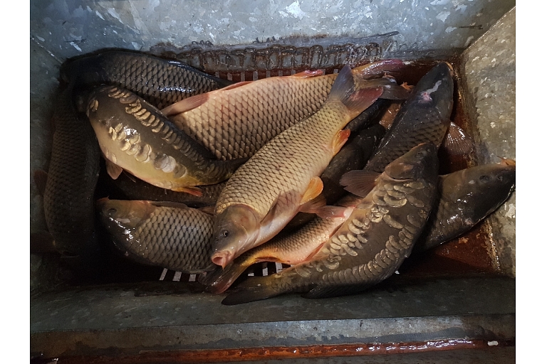 fish products
