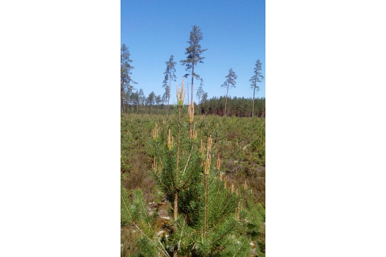 Forest purchase, forest cutting