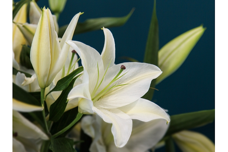 Funeral services