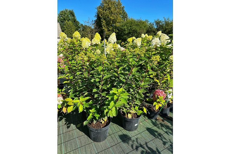 Hortenzijas