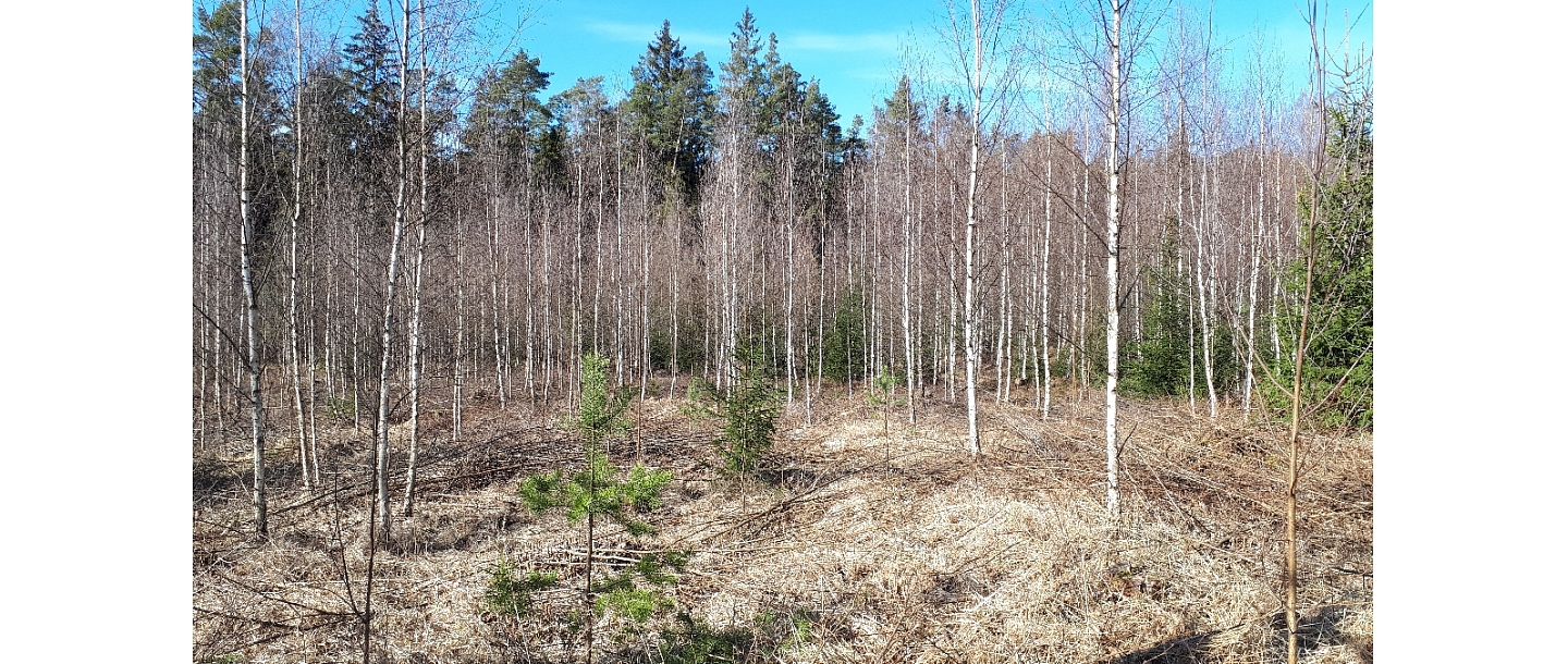 Mežizstrāde un mežkopība. Teritoriju sakopšana, koku izzāģēšana, zāles pļaušana un mulčēšana, zaru šķeldošana