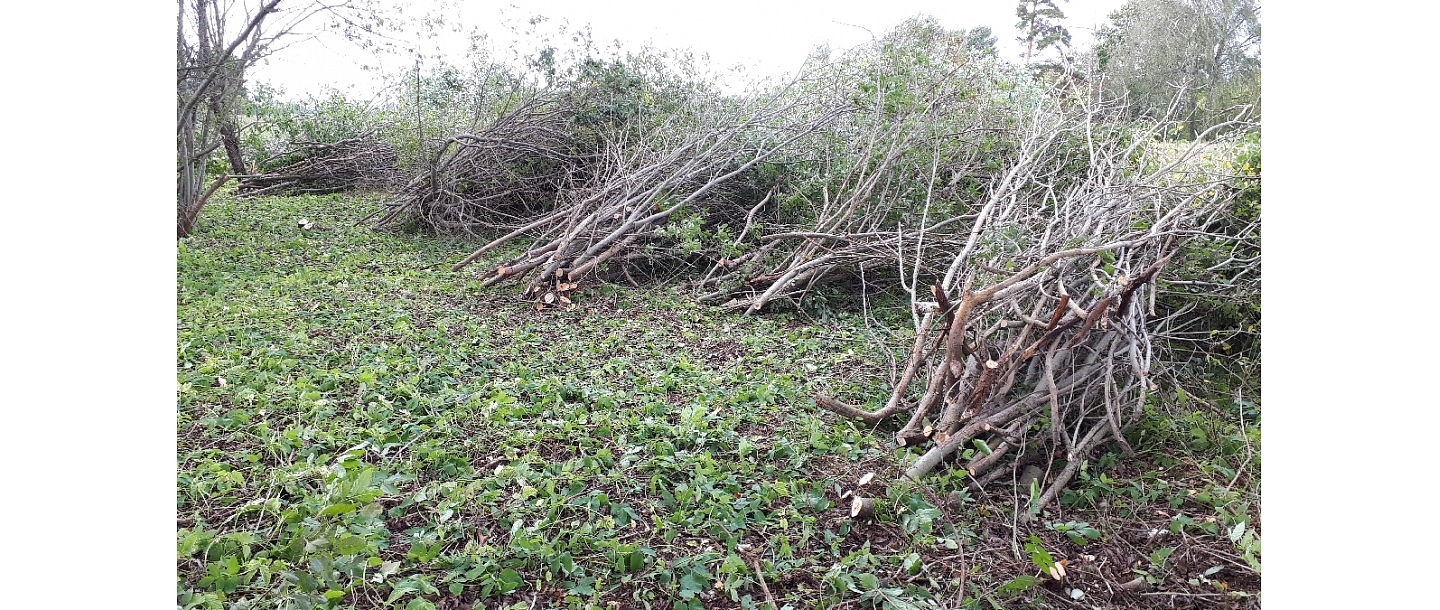 Mežizstrāde un mežkopība. Teritoriju sakopšana, koku izzāģēšana, zāles pļaušana un mulčēšana, zaru šķeldošana
