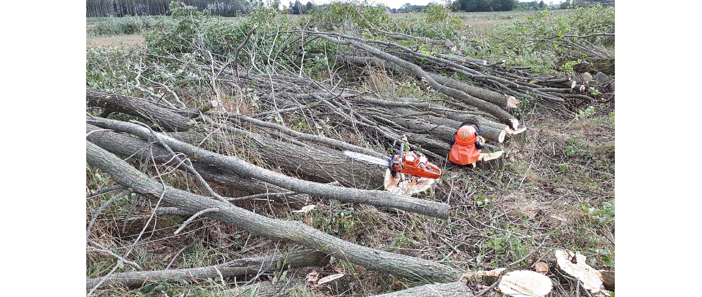 Mežizstrāde un mežkopība. Teritoriju sakopšana, koku izzāģēšana, zāles pļaušana un mulčēšana, zaru šķeldošana
