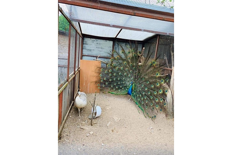Mini zoo "Rozīte"