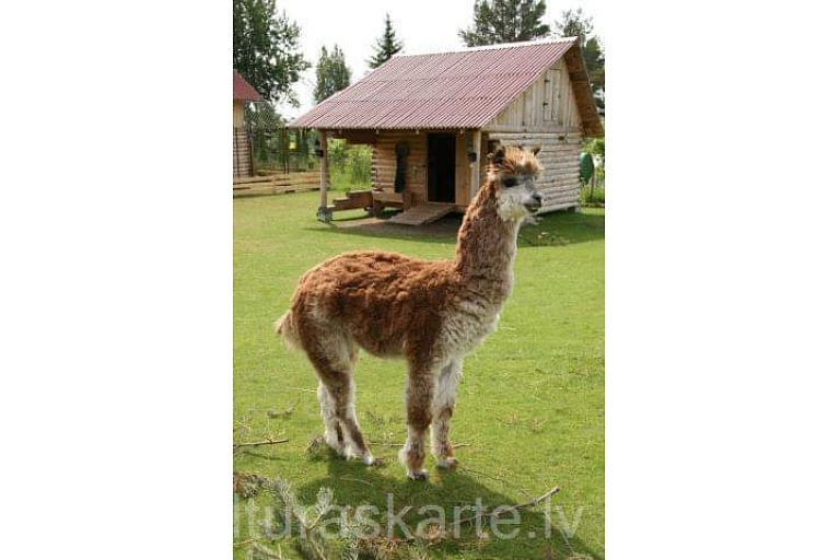 Mini zoodārzs "Rozīte"