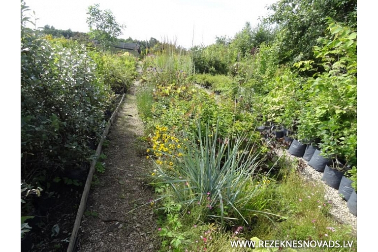 Plant nursery