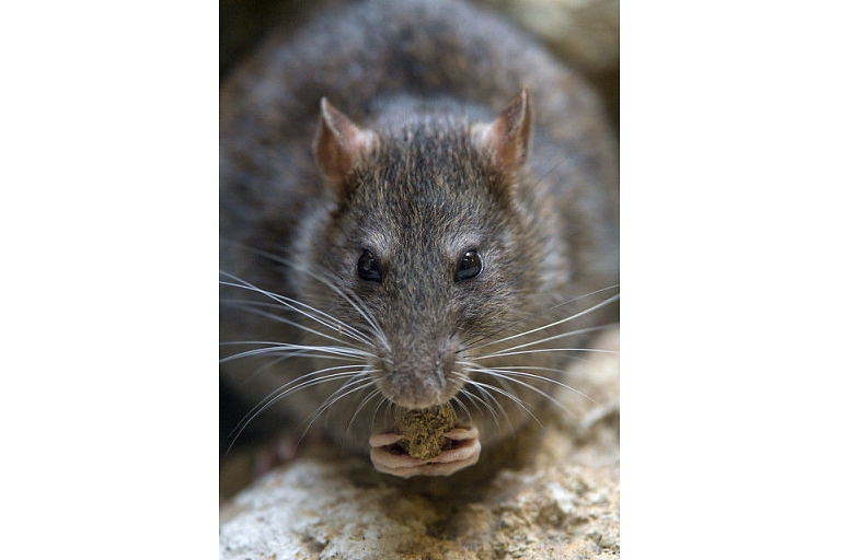 Rat fighting