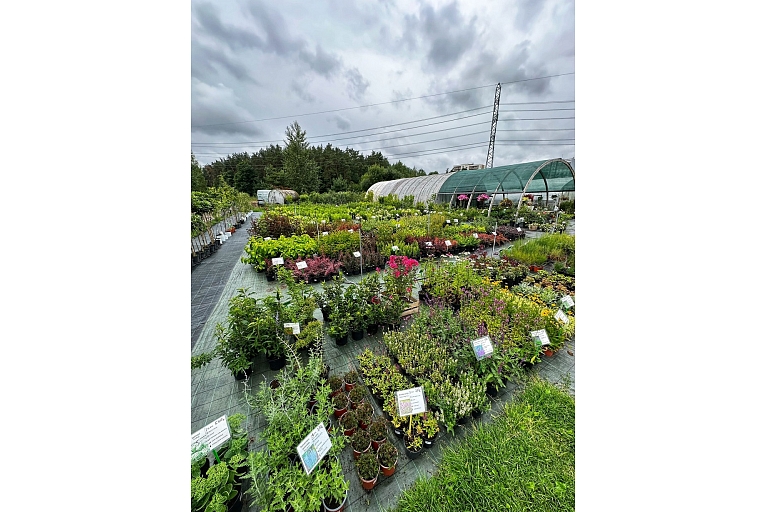 Sale of seedlings in Dreiliņi