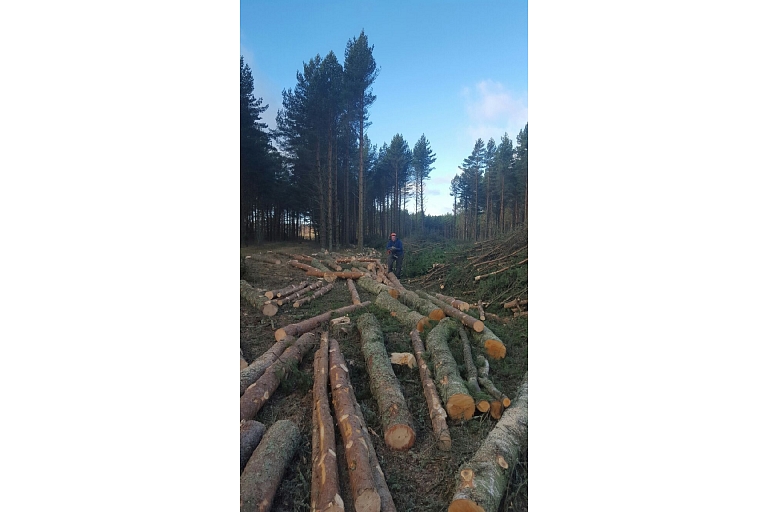 Tree cutting