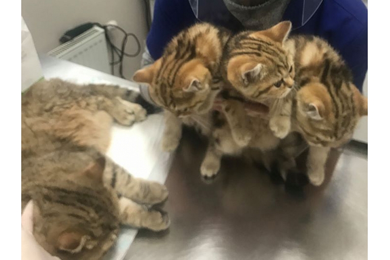 Veterinārā klīnika IKAROSS
