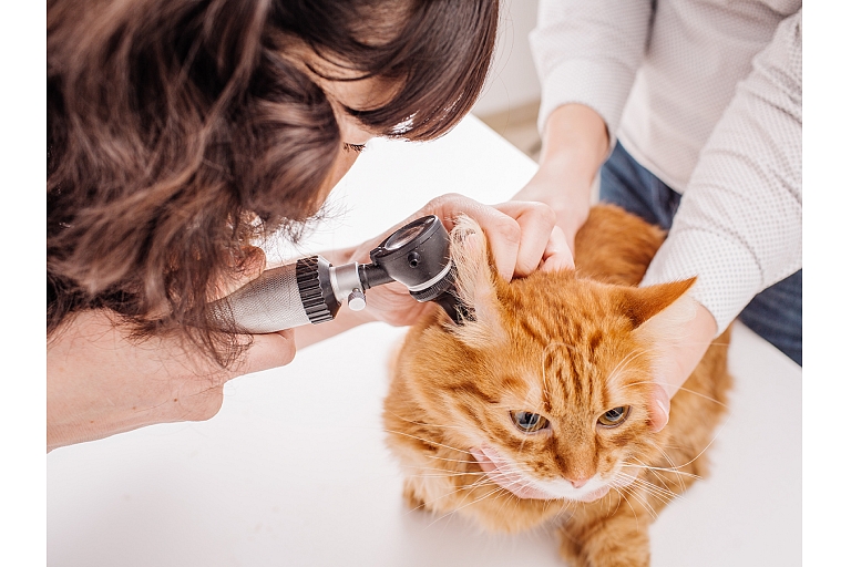 Veterinārā klīnika IKAROSS