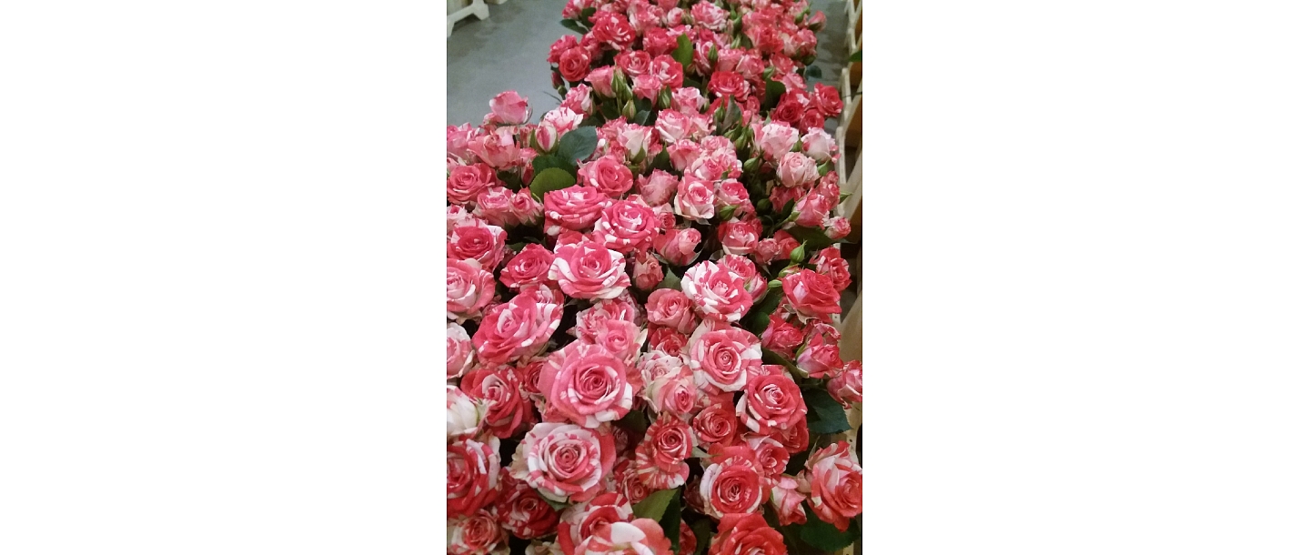 Zelta zieds Flowers in Bauska