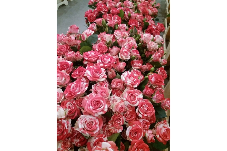 Zelta zieds Flowers in Bauska