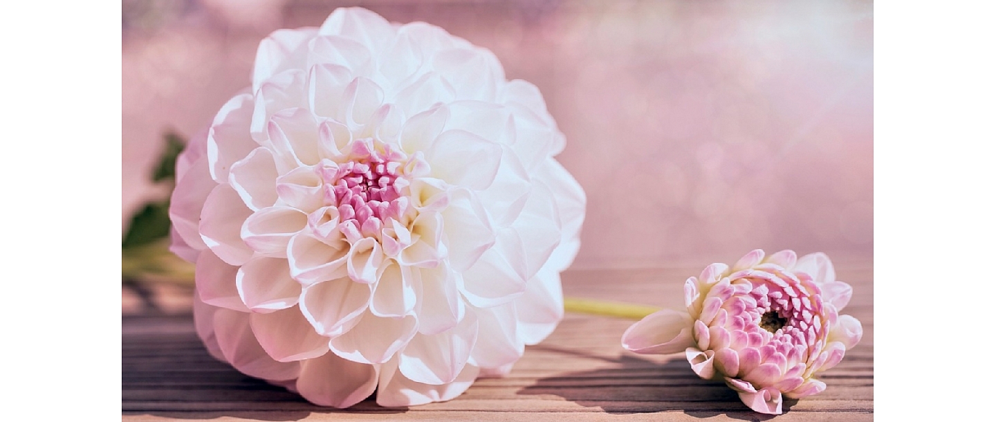 Ziedu veikals Dālija Dagdā