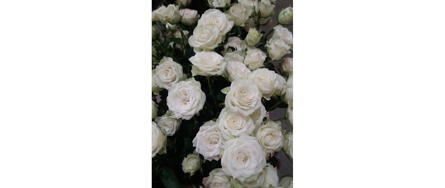 Золотой цветок, Цветочная база