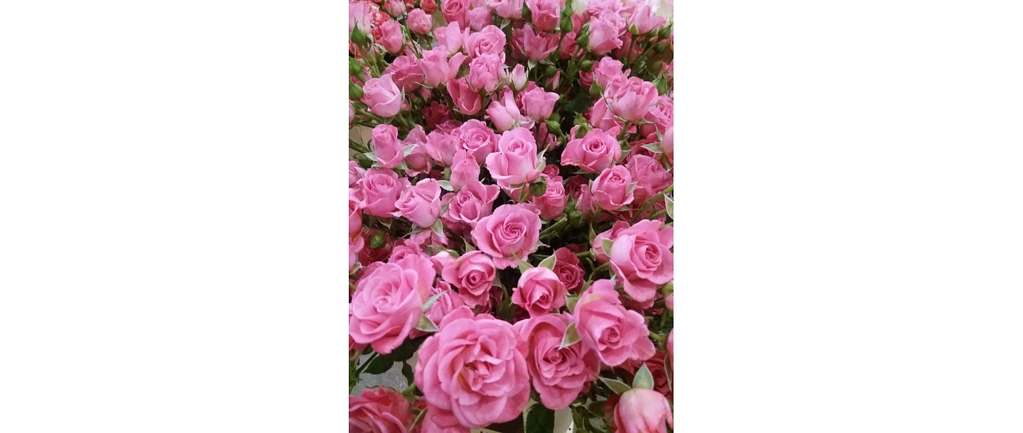 Золотой цветок, Цветочная база