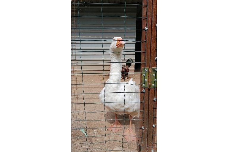 Zoo in Rezekne